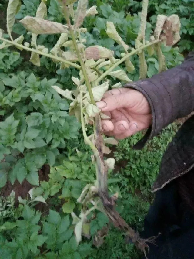 马铃薯黑胫病怎么来的?黑胫病初期,中期,后期症状