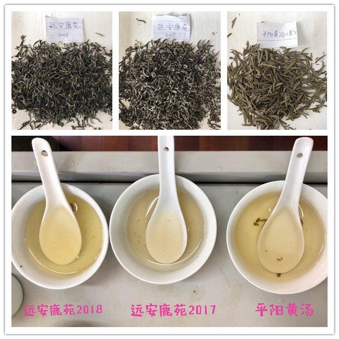 高级评茶员课程之黄茶