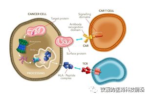 是一类发现于多种肿瘤组织内,但是正常细胞内较少出现的细胞质蛋白