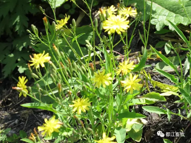 小小苦菜花,作用很强大