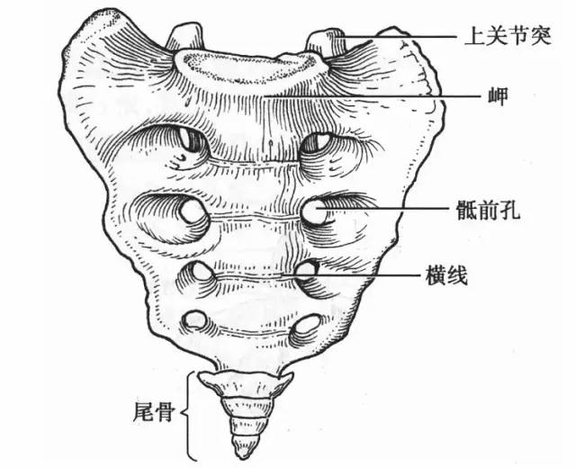 以专业角度分析尾骨如何调整美丽体形