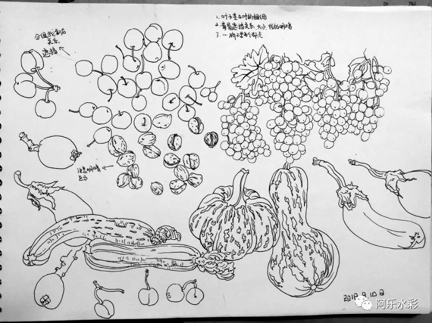 速写一百04——自然散落的水果