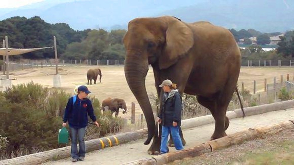 两名饲养员边走边聊天大象夹在中间跟着听诠释最萌身高差