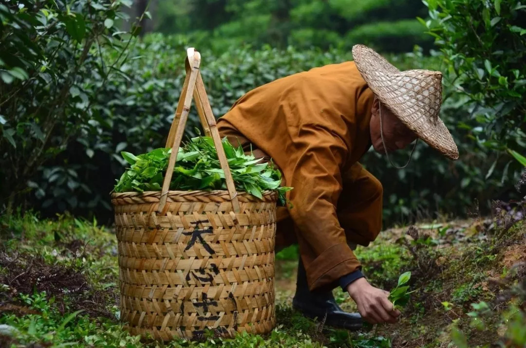 预告"问茶河南 中原论岩"系列之第五讲—云隐禅茶文化论坛_天心