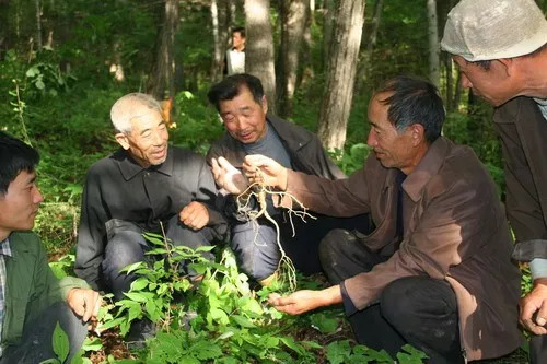 长白山区的人们把人参叫"棒槌",把进深山老林寻找,采挖山参称为"放山"