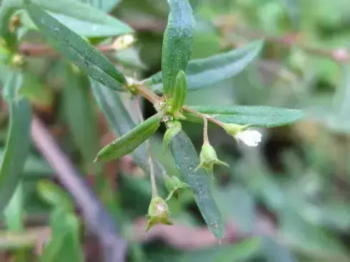 客家人常用的草药都是宝,你竟然不知道?