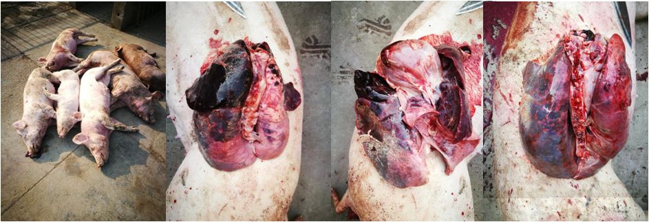 【干货】解剖病理在不同猪病诊断中的应用(大量图文案例)