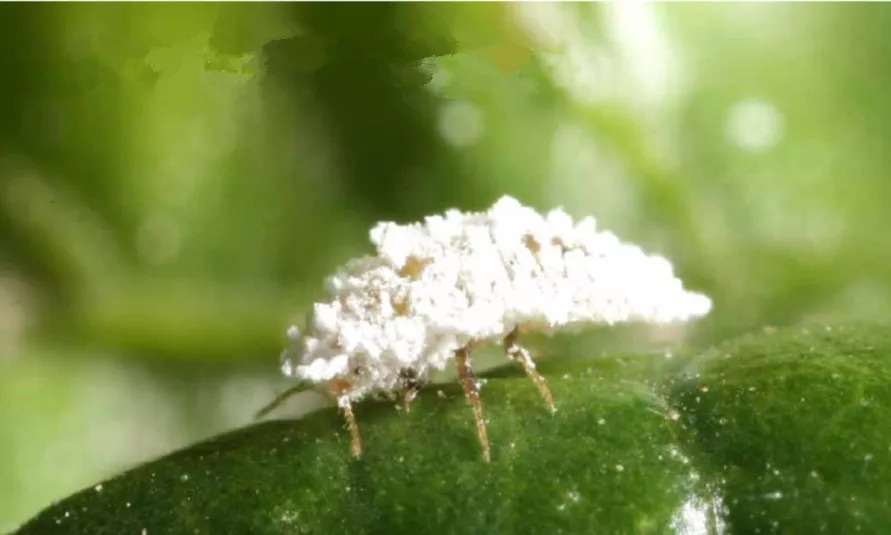 植检小课堂┃这种身披白色蜡粉的"虫",你认识吗?