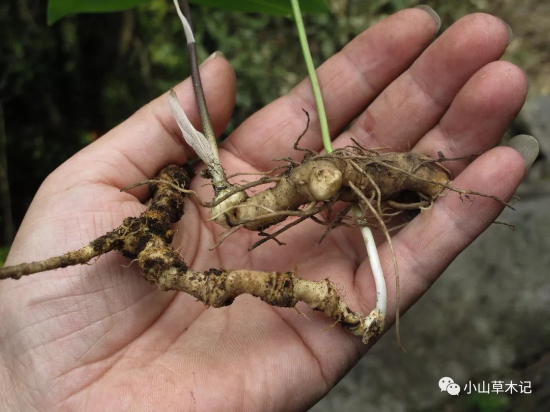 宁波首次发现珍稀药用植物"宁波的野山参"——竹节人参