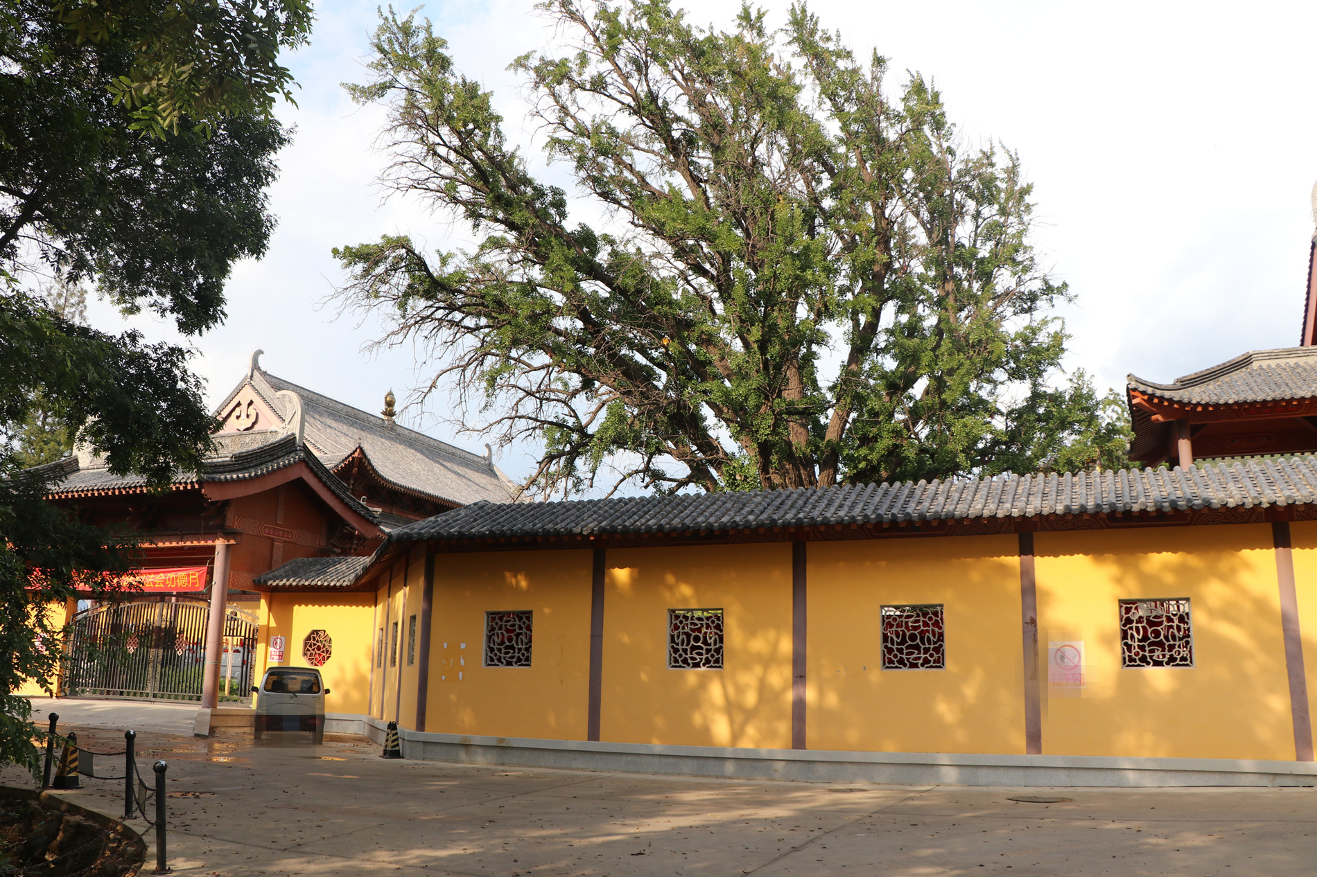 实拍:烟台福山峆垆寺的千年银杏树,又结出新果了