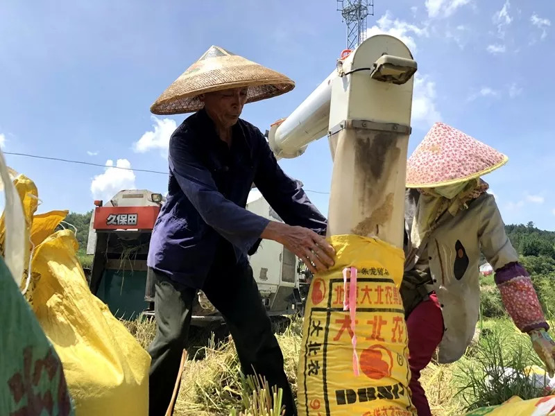 秋收季 水稻收割一线 丰收喜悦写满脸_村民