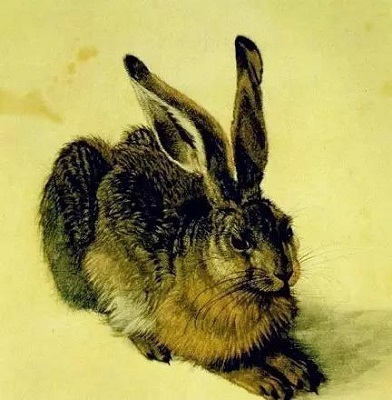 真正的兔子是怎么画的 素 描写