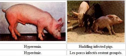 辟谣:非洲猪瘟疫情后猪肉还能吃吗?猪瘟病毒不感染人类