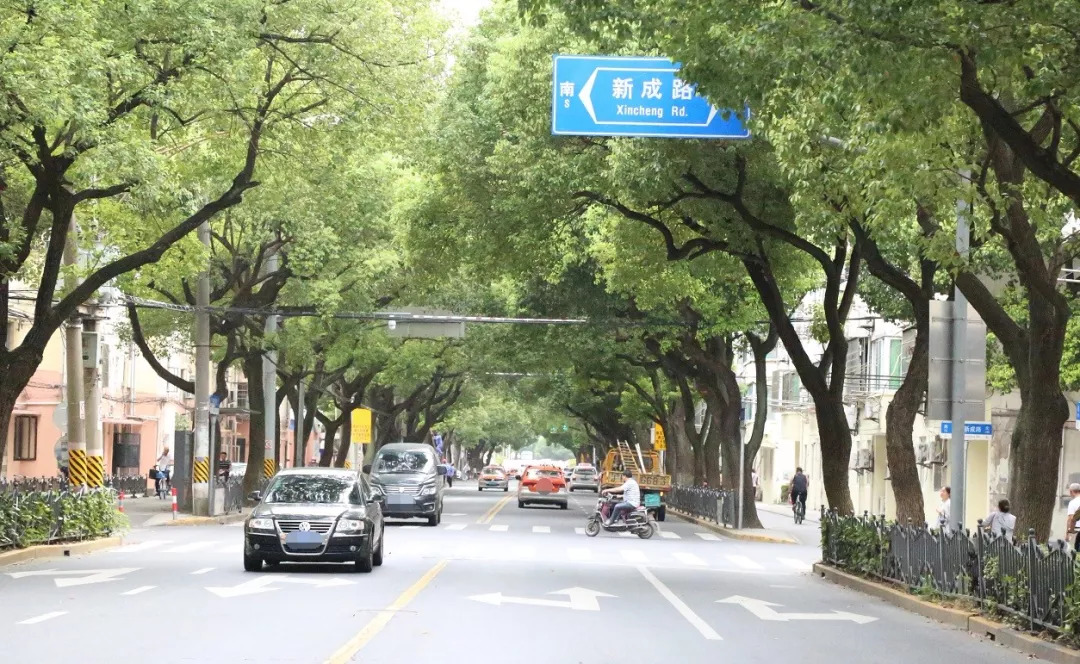 解放西路(南桥路   环城西路),区绿化市容局提供