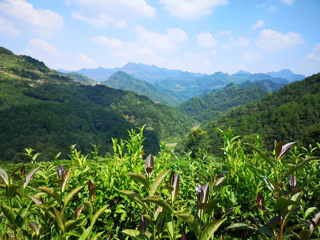 这是一泡来自湘西大山深处的有机黄金茶