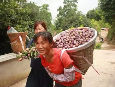 荒坡上种下的一颗李子 竟然挑起整个村子的产业