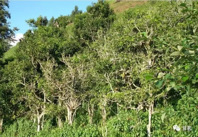 普洱茶树种类