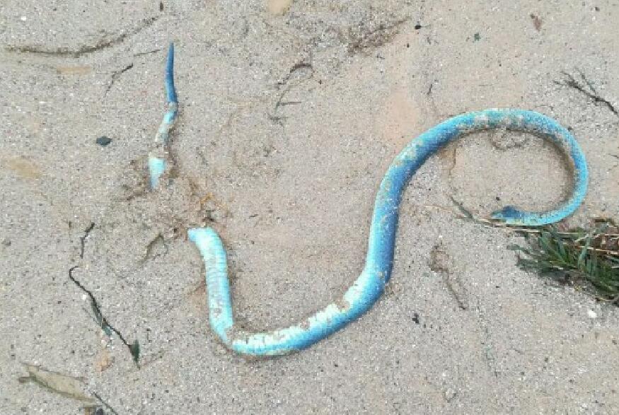 蛇死亡后,躯体变蓝,蓝色的躯体清晰呈现在地上.