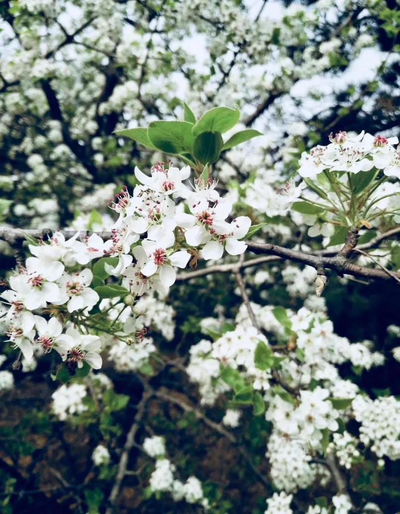 每年三月,马村棠梨树花开时节,梨花起舞,雪浪翻飞,如花海云山 其规模