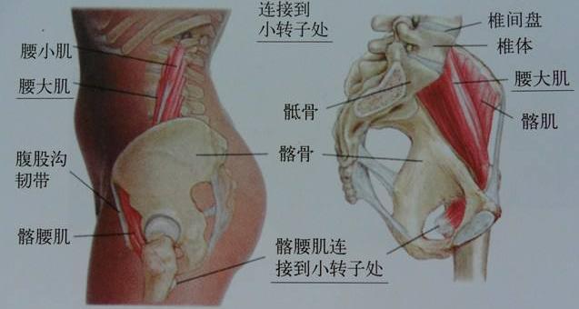 止 点 股骨小转子. 功 能 近固定时,使髋关节屈和外旋.