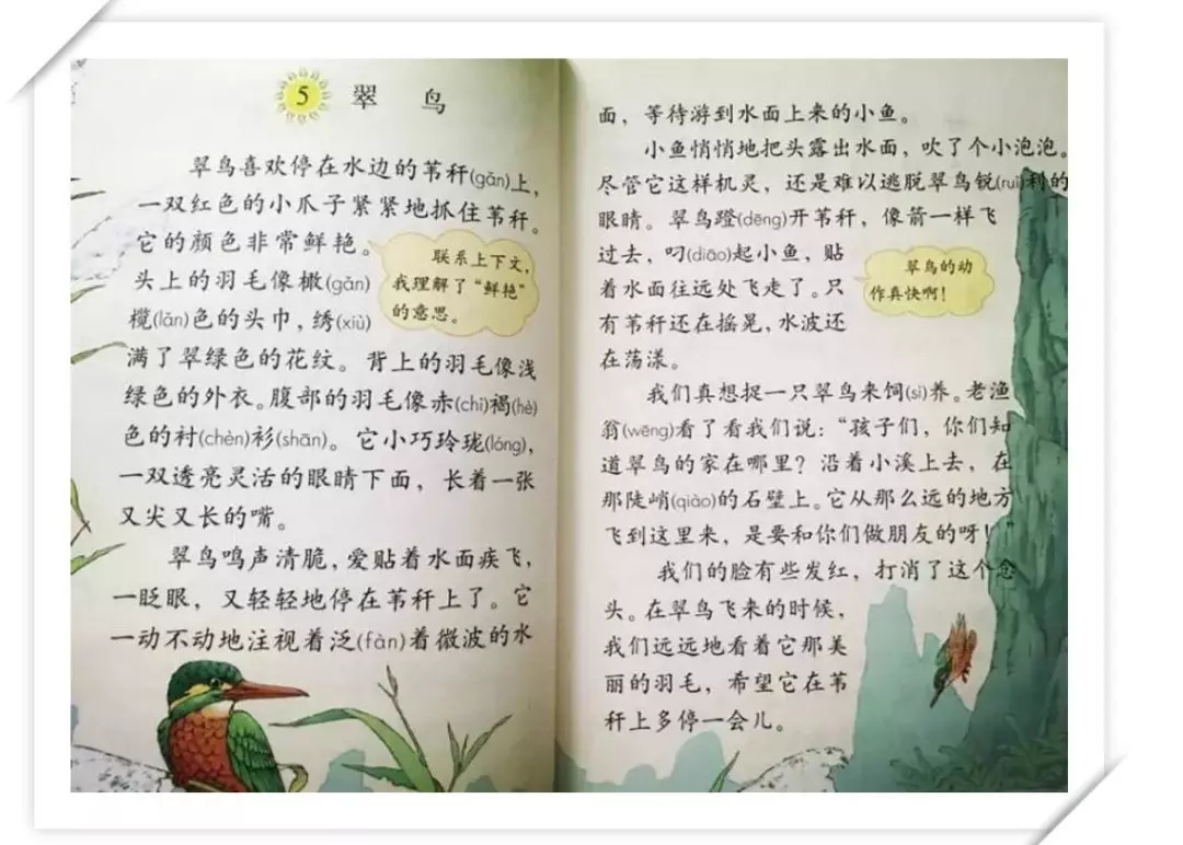 提到翠鸟 小水脑子里闪现的 还是小学时学到的一篇课文《翠鸟》 见惯