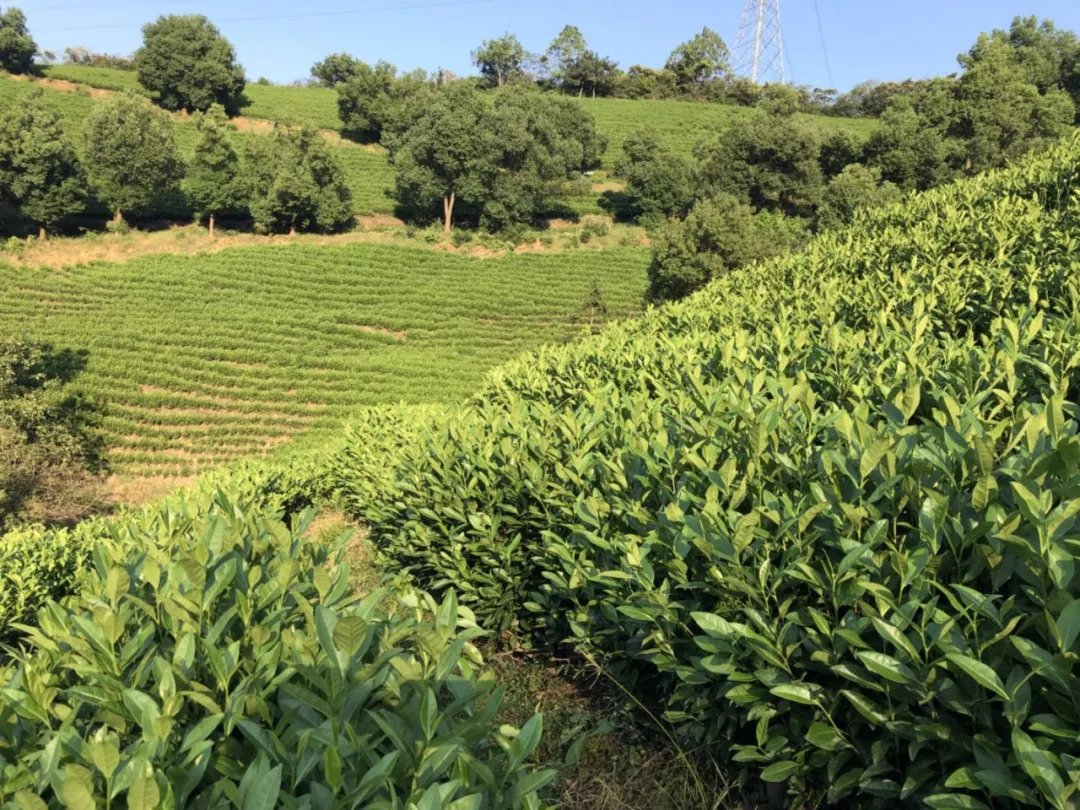 白露节气里岙山安吉白茶茶园生长记录