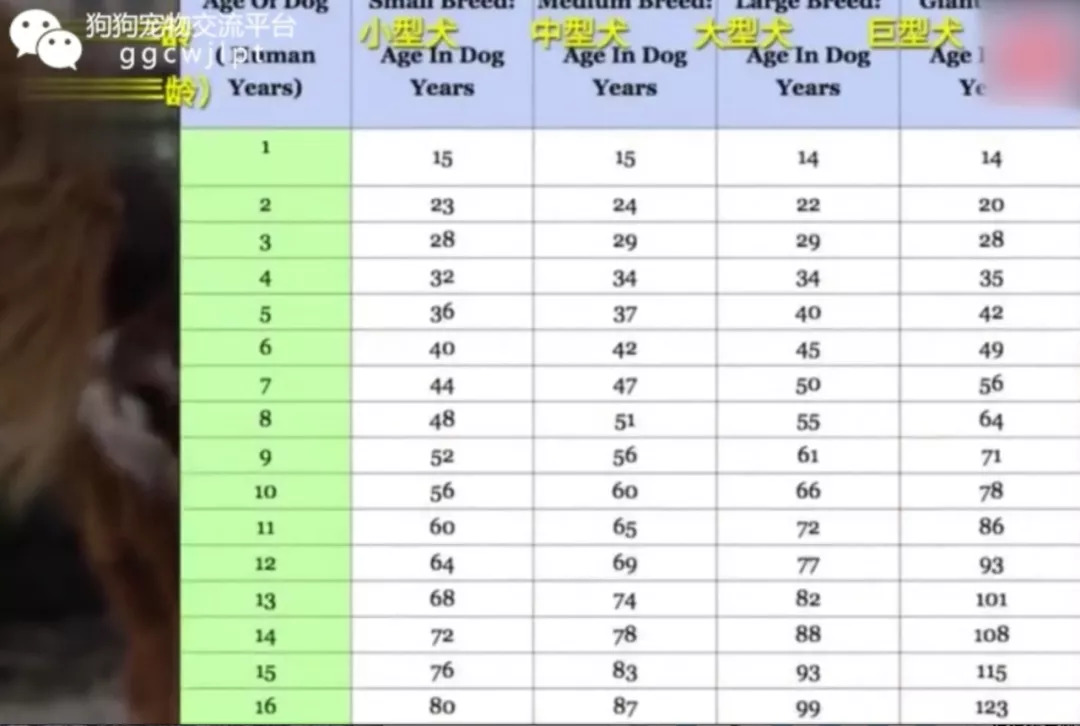 最科学狗狗人类年龄换算,快看看你家狗狗几岁了!