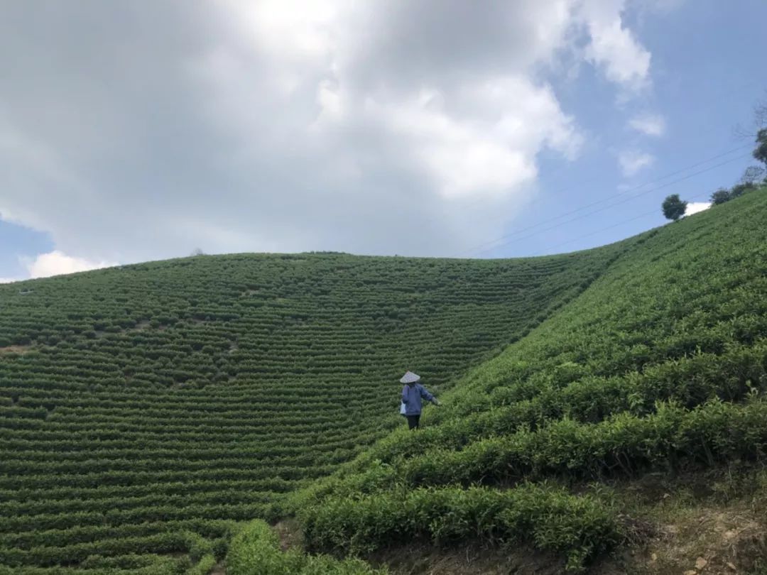 白露节气:里岙山安吉白茶茶园生长记录