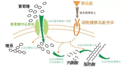 胰岛素的主要生理作用是调节代谢过程.