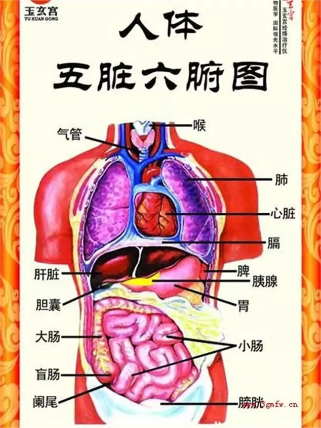 人们平常所说的五脏六腑