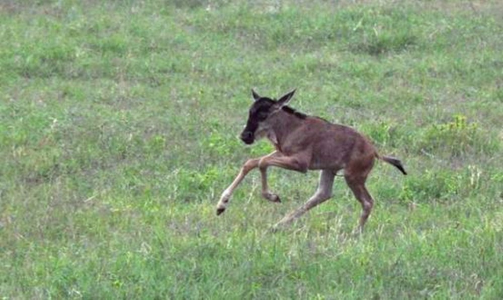 一只母角马正带着幼崽吃草,突然远处跑来几只鬣狗,小角马赶紧扭头跑