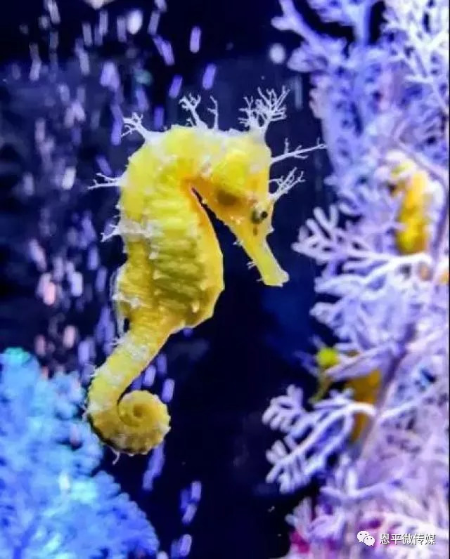 【阳江海陵岛】海马海洋奇幻馆-阳江海洋科普教育基地!