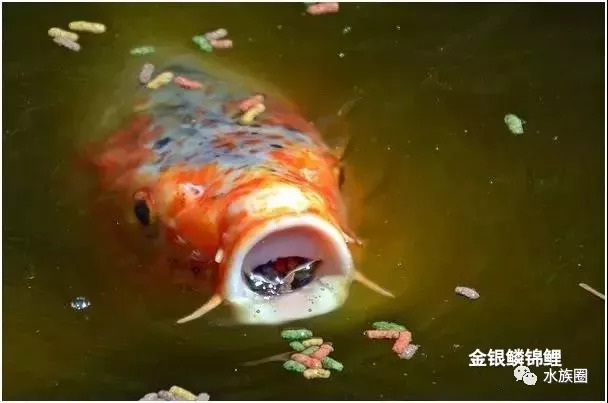 锦鲤品种,水族圈这篇不得不看!_楼兰