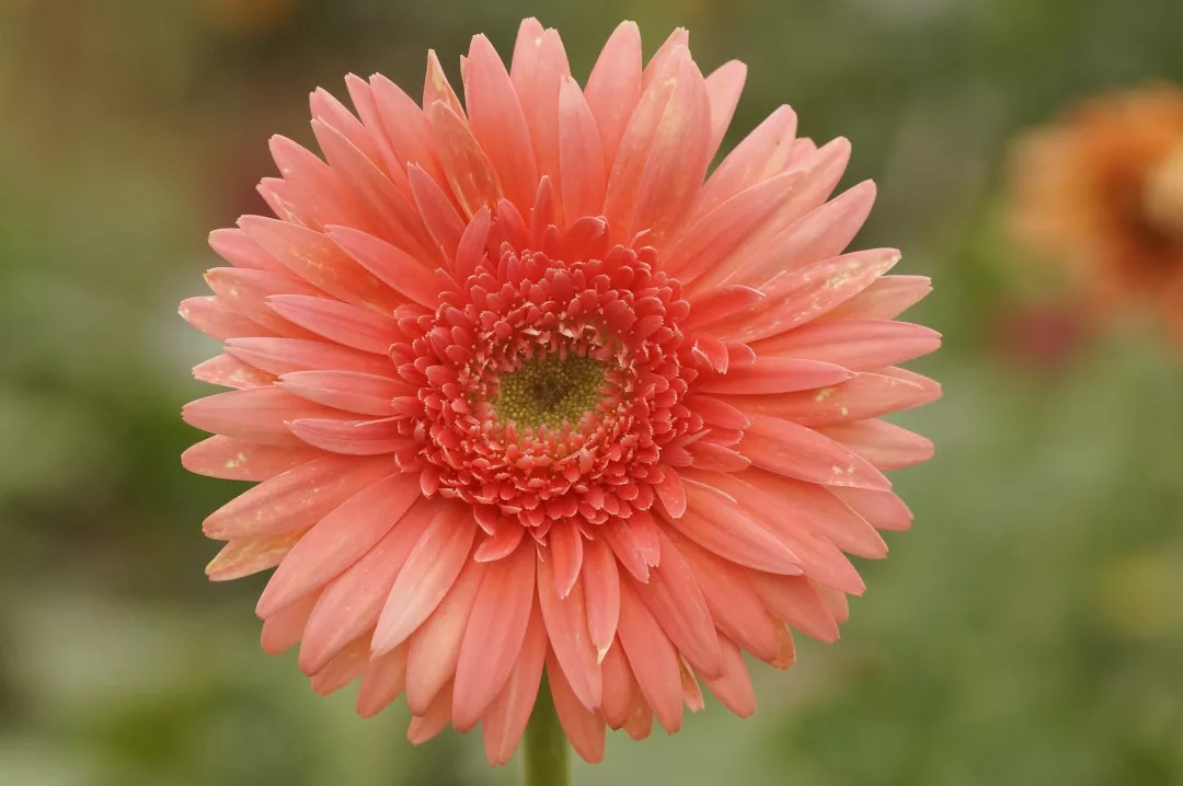 图片:含笑野生非洲菊的"花瓣"非常纤细,颜色通常为橙红色,植株看起来