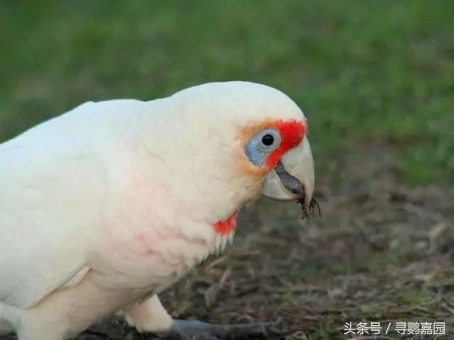 蓝眼巴丹鹦鹉 blue-eyed cockatoo 雨伞凤头鹦鹉 umbrella cockatoo