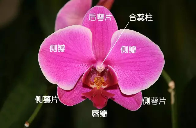 可以参照下面蝴蝶兰的花结构图.