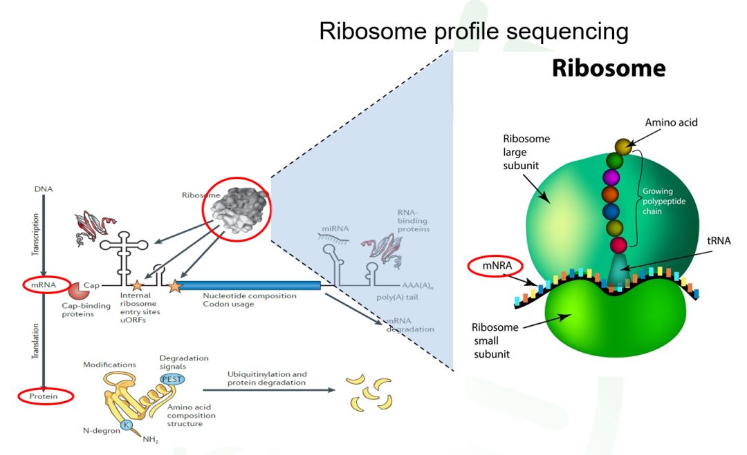 翻译组测序,又被称为核糖体印记测序(ribosome profiling sequencing