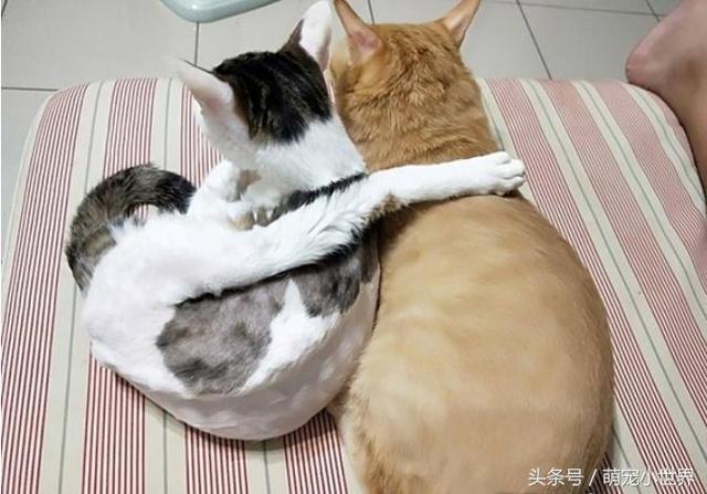 猫咪怎么搭脚最好_猫咪怎么画简笔画图片