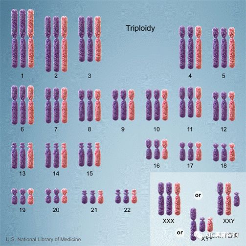 胚胎异常 染色体:都是我的锅,我背了!