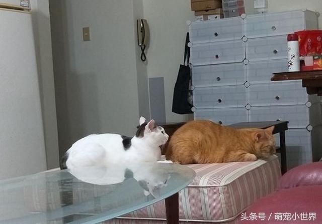 猫咪怎么搭脚最好_猫咪怎么画简笔画图片(2)