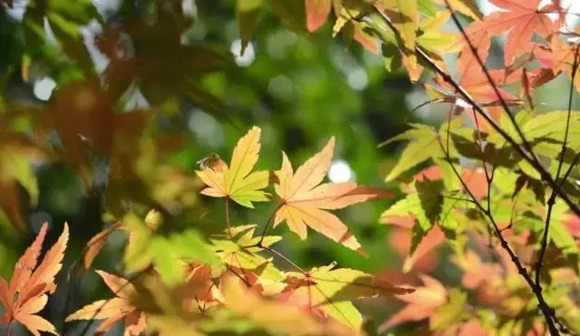 扫盲啦 红叶季将到 你还以为所有红叶都是枫叶吗 植物