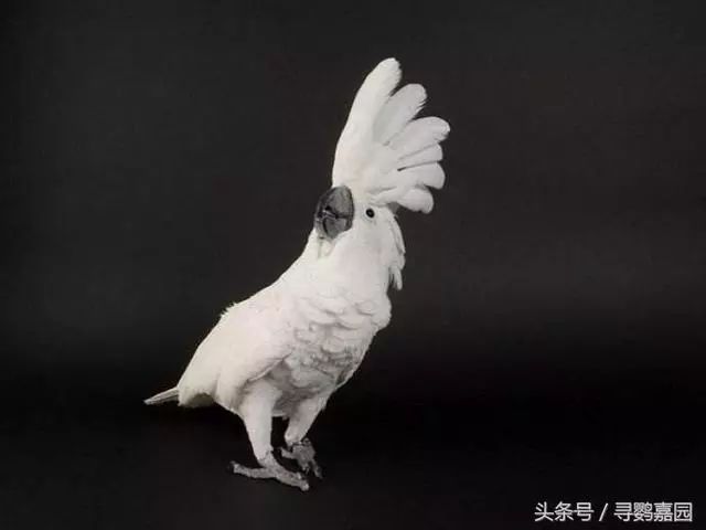 摩鹿加/鲑色凤头鹦鹉 moluccan cockatoo 体重:740~1025克 (平均850