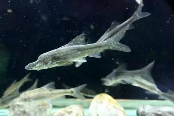 溶洞内的无眼鱼,也称盲眼鱼,据说是由于长期生活在黑暗环境中视觉