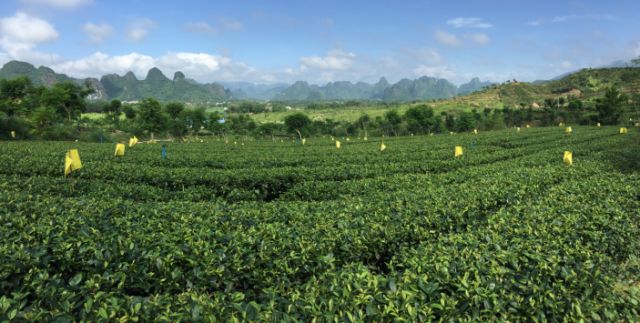 英德精心策划了3条具有英德特色的"茶旅精品线路:第一条是横石塘镇