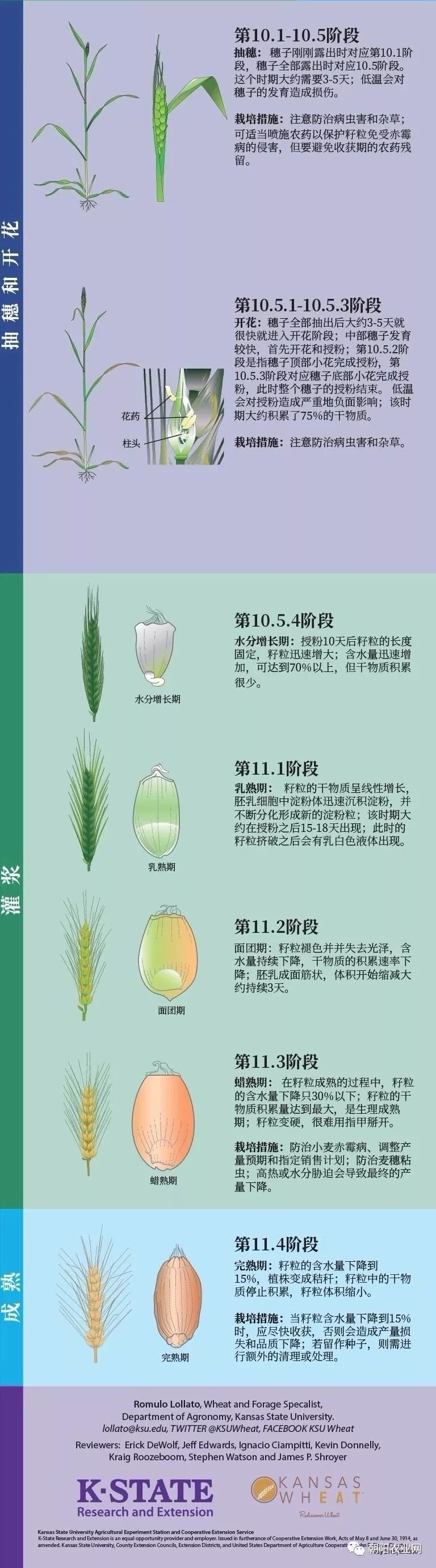 又到小麦种植季,一张图带你了解小麦全生育过程!
