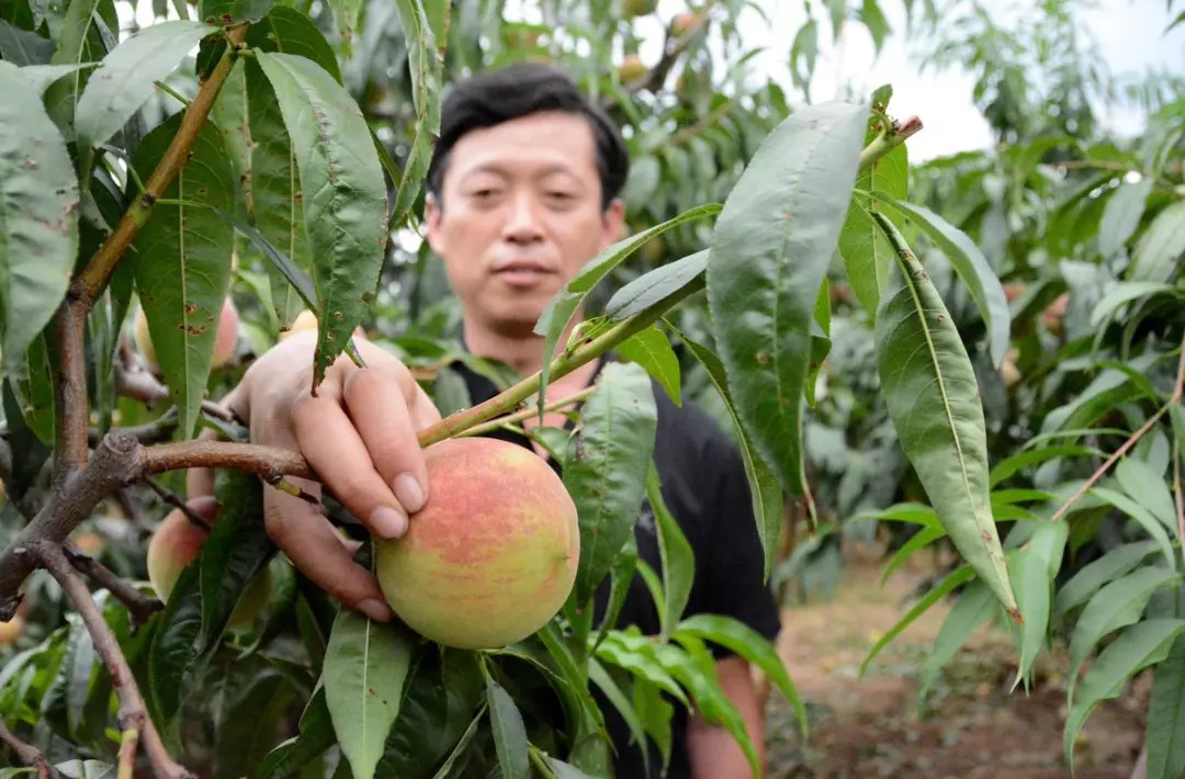 城阳秋桃寒露蜜上市喽那叫一个甜快来吃