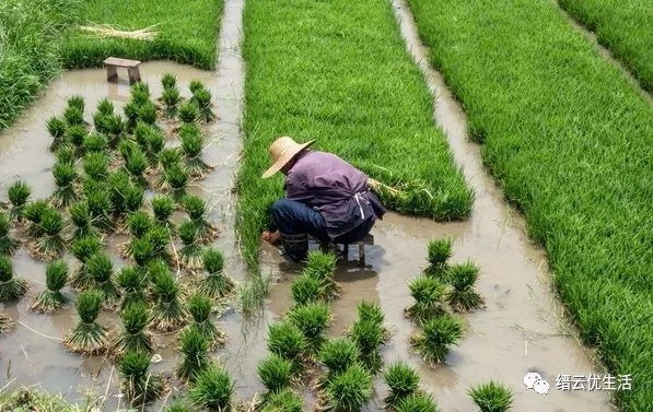 缙云人口多少人口_缙云烧饼