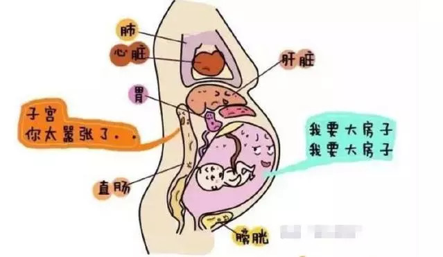 孕晚期肚子很大了,胎儿把胃挤到上面,把肠道压在下面,肆无忌惮的跳