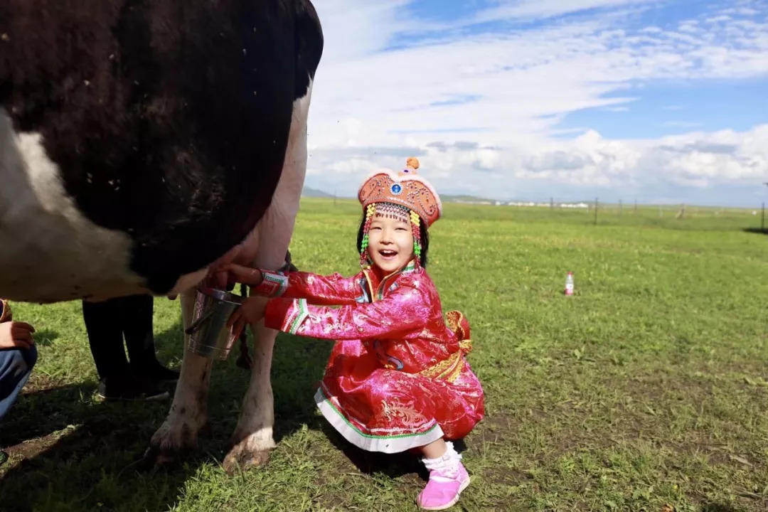 挤牛奶,入住蒙古包,品尝民族特色风味,今夏的呼伦贝尔,我们与草原有个