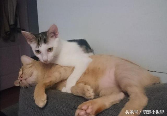 猫咪怎么搭脚最好_猫咪怎么画简笔画图片(2)